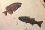 Tall Green River Fossil Fish Mural - Authentic Fossils #132128-1